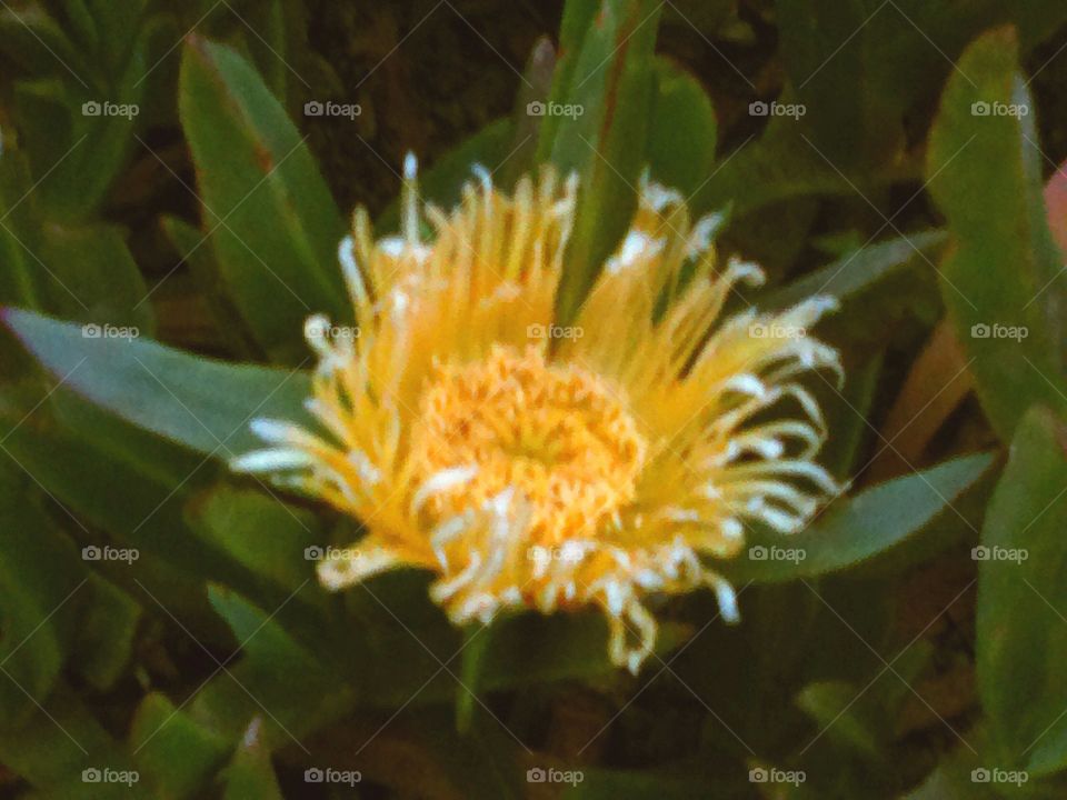 Iceplant begins to close the petals as dusk falls.