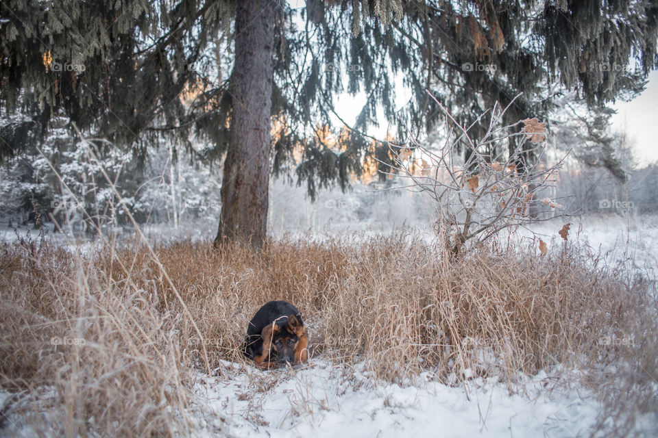 German shepherd puppy in a winter park 