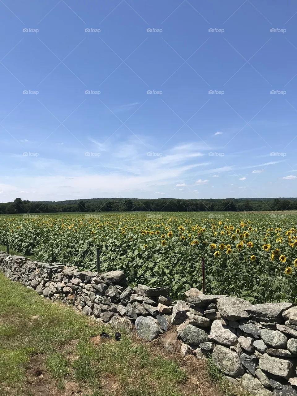 Sunflower Farm