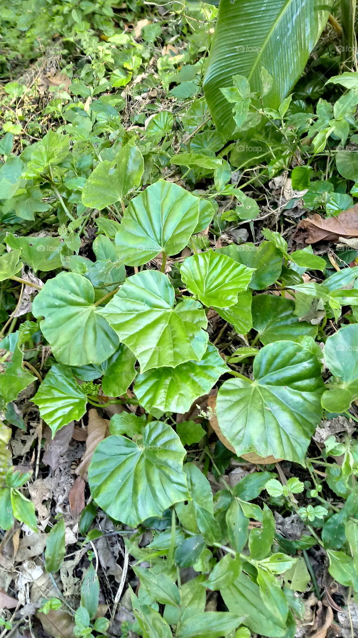 VEGETAÇÃO VERDE FOLHAGEM