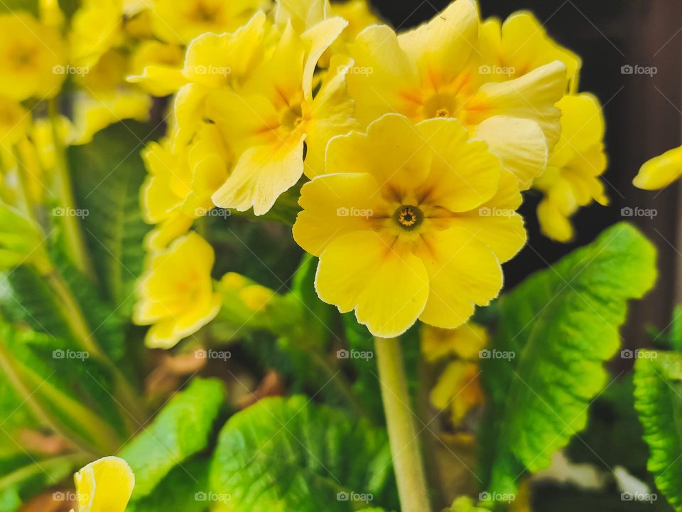 Closeup shot of yellow primrose flower