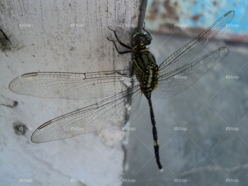 dragonflies perched on wooden trays