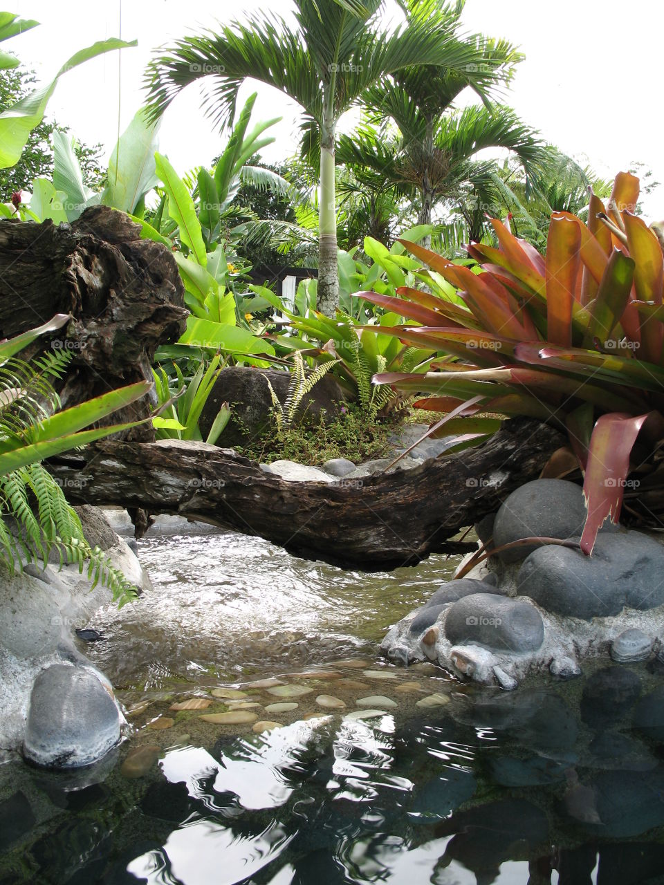 Peaceful tropical garden 