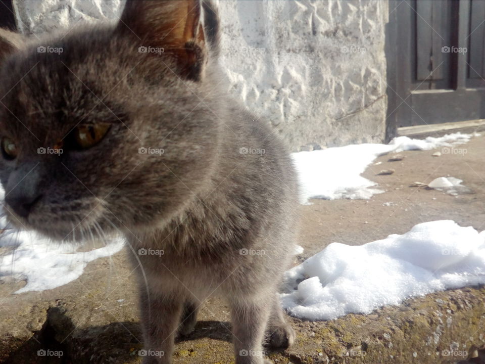 My grey cat