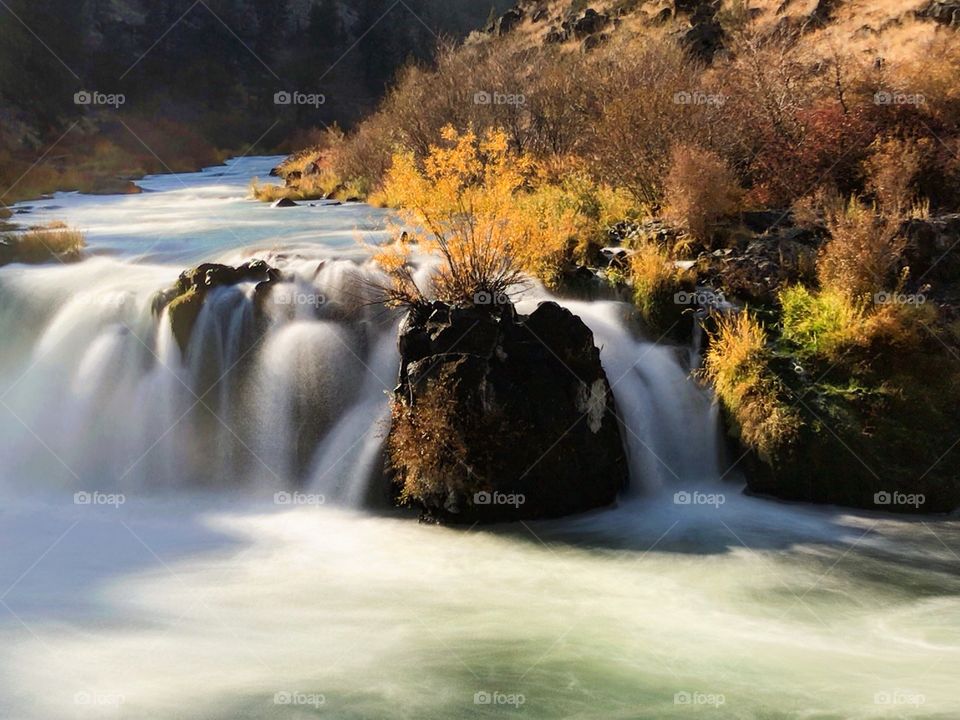 Sun shines on an autumn tree amidst the rushing waters of Steelhead Falls on the Deschutes River. The falls are located in the Deschutes Canyon and part of the Crooked River National Grasslands in Terrebonne, OR.