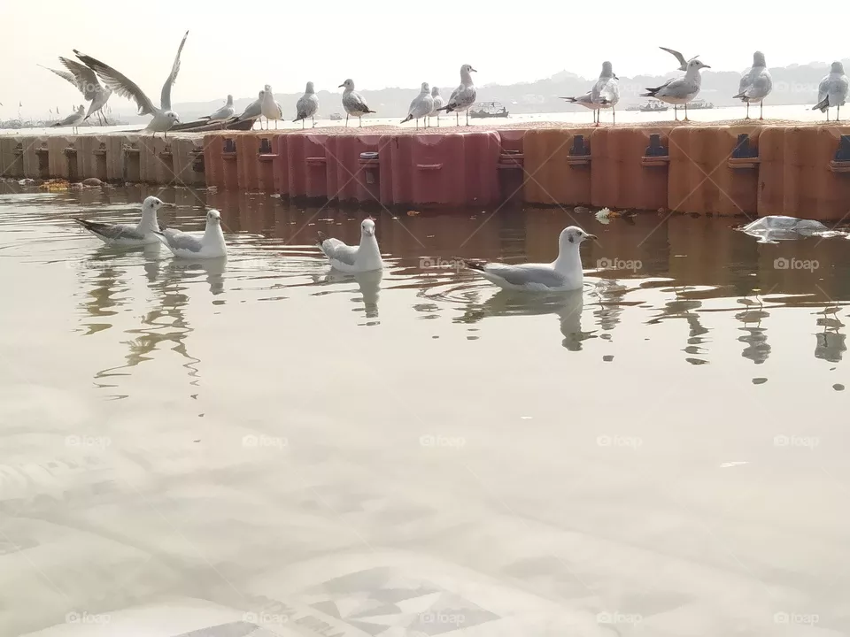 siberian bird