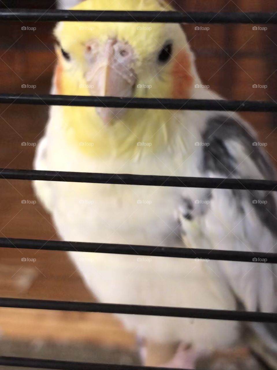 George the cocketiel bird