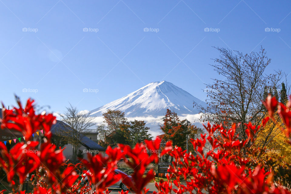 Mount Fuji and autumn leaves