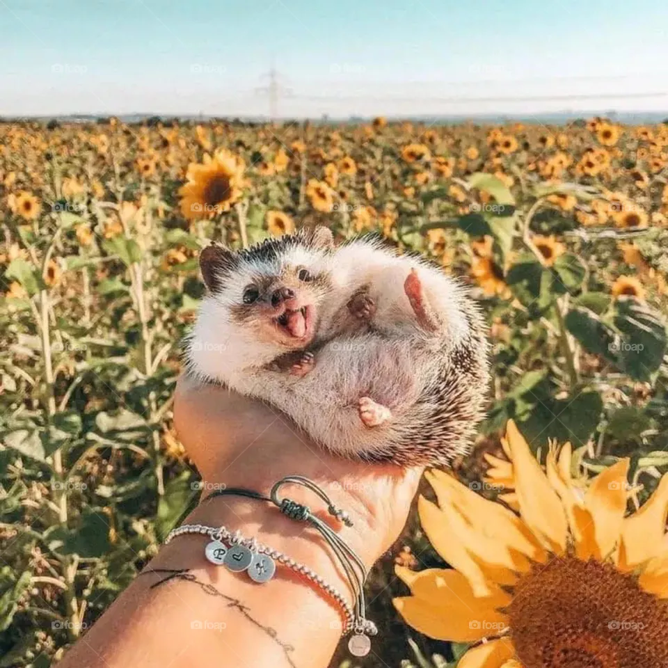 hedgehog