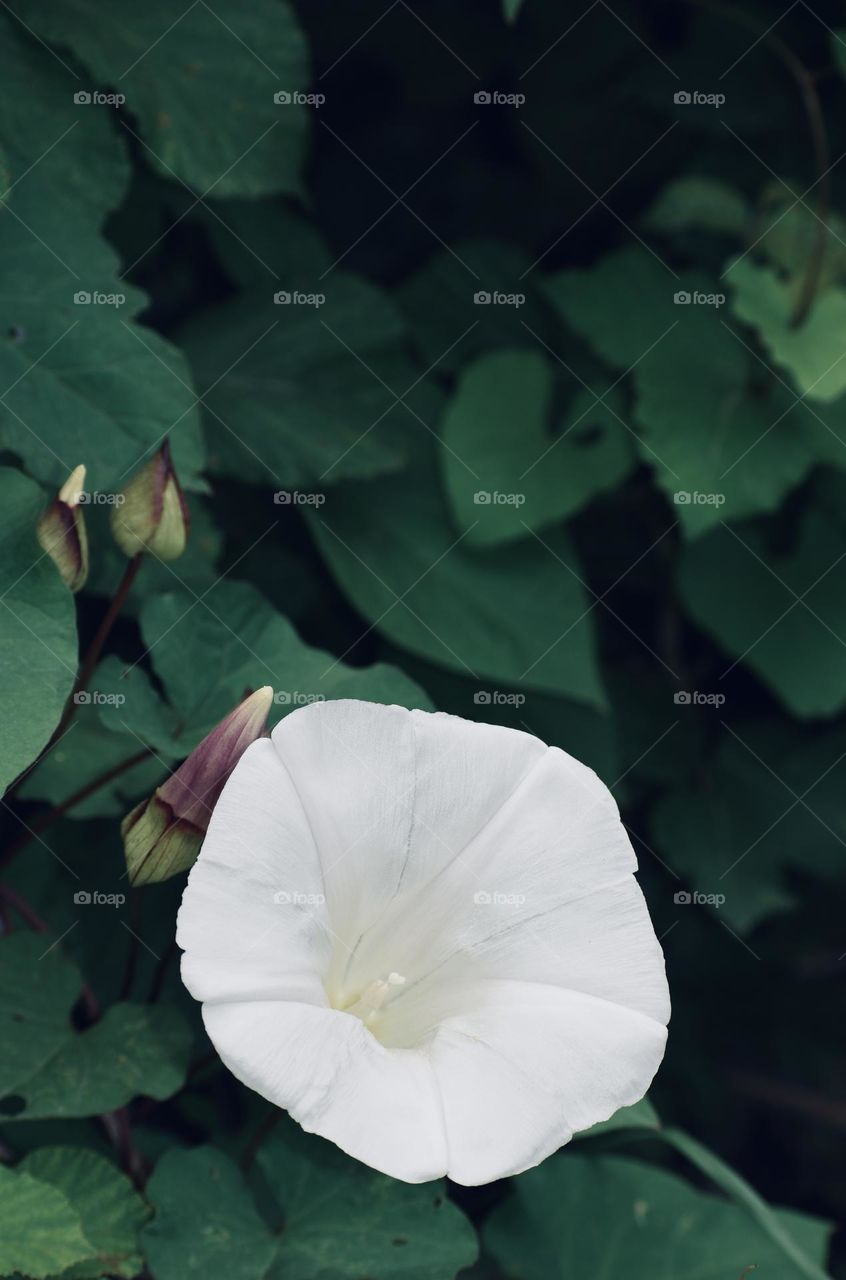 White wild flower 