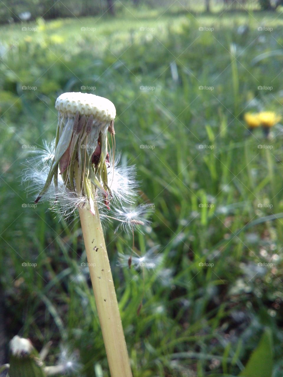 dandelions