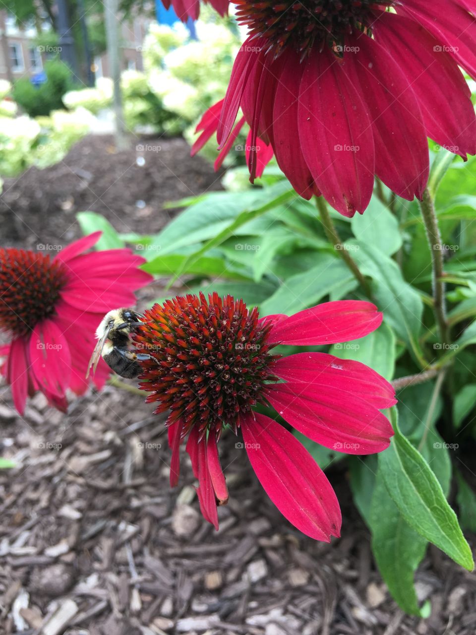 Red cone flowers