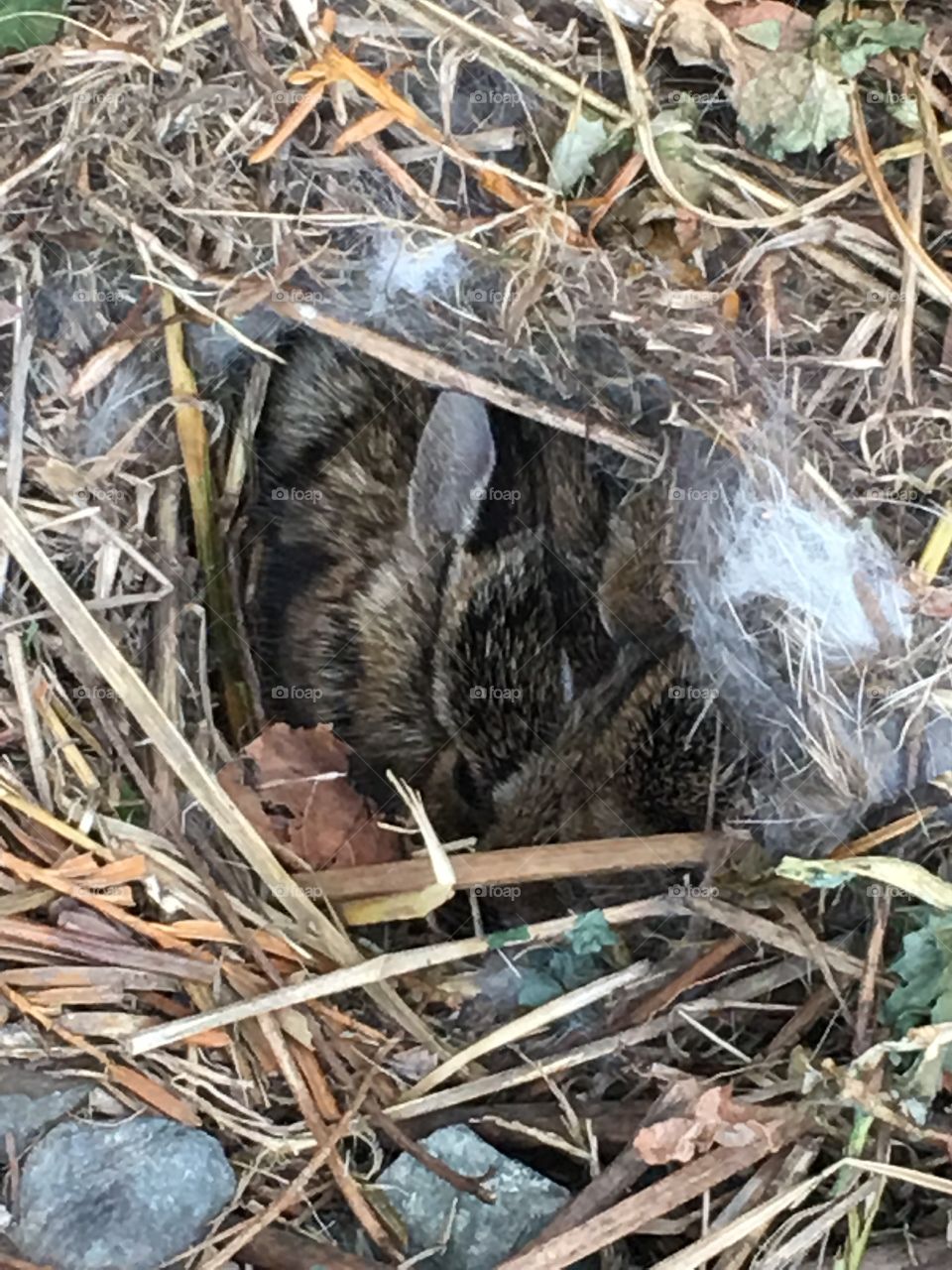 Wildlife. Baby bunny