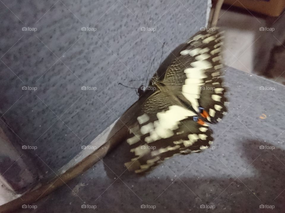 butterfly