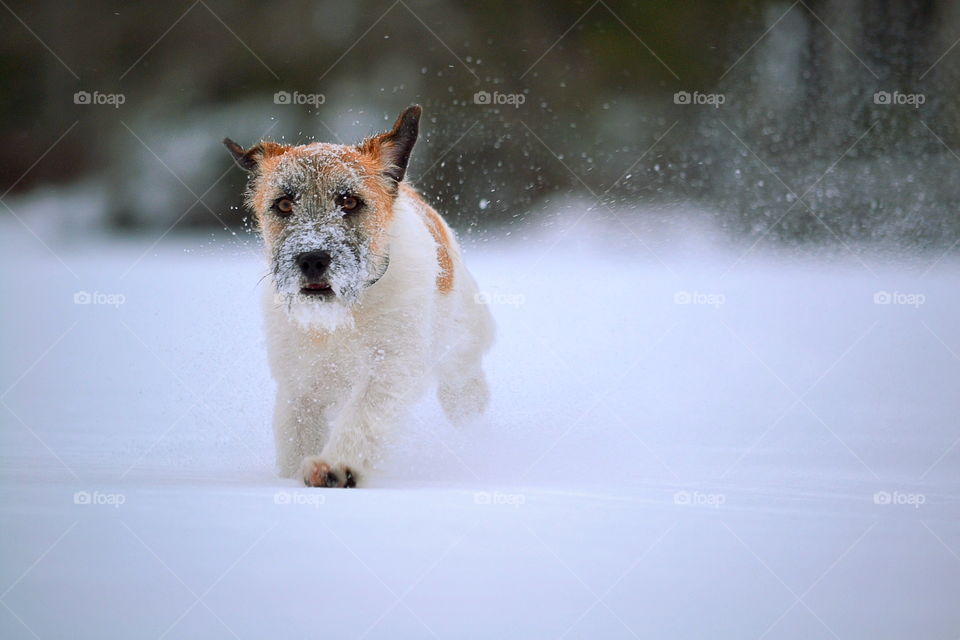 Terrier running in the snow