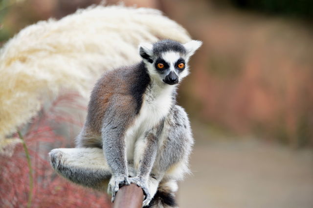 Lemur sitting on railing