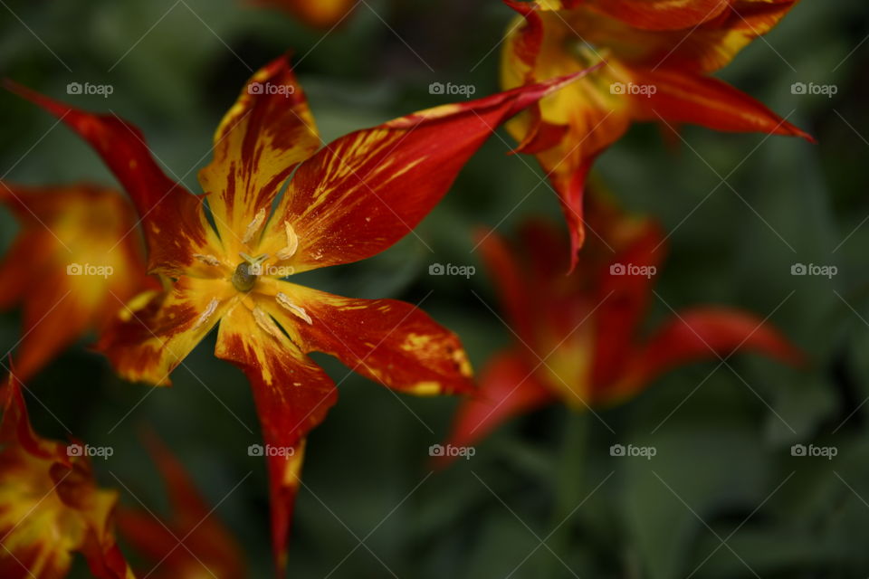 Jardín botánico, Madrid