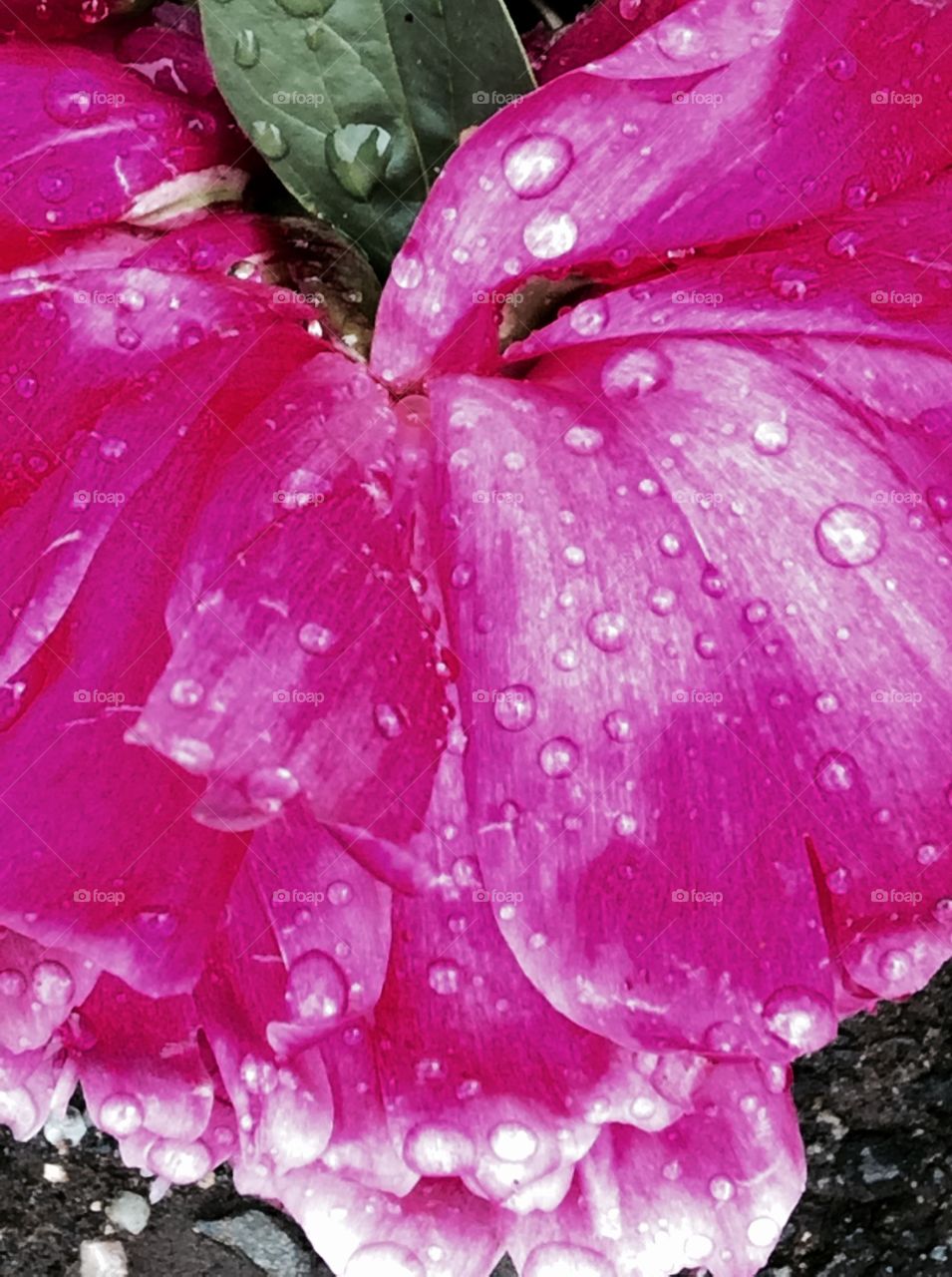 Peony in the rain