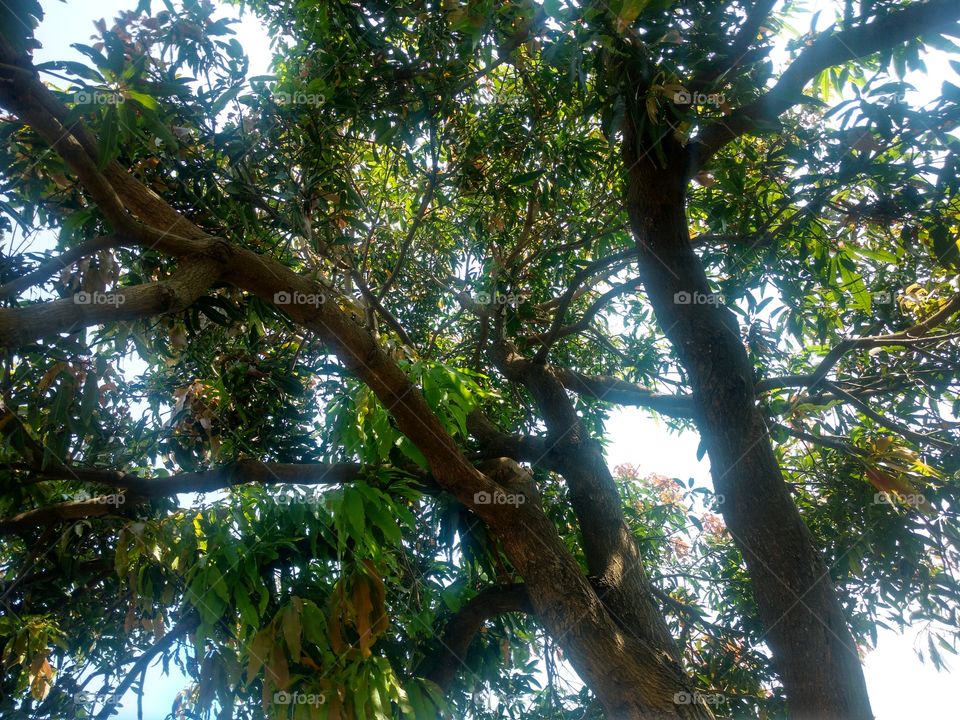 mango tree inside view