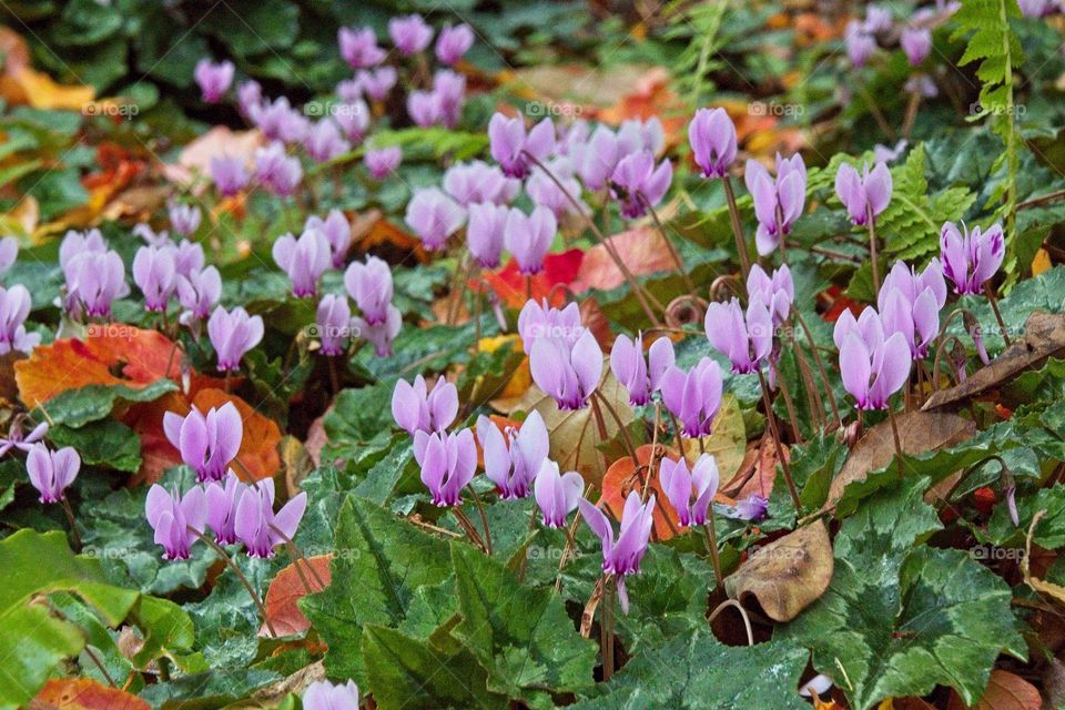 purple crocus flowers in spring