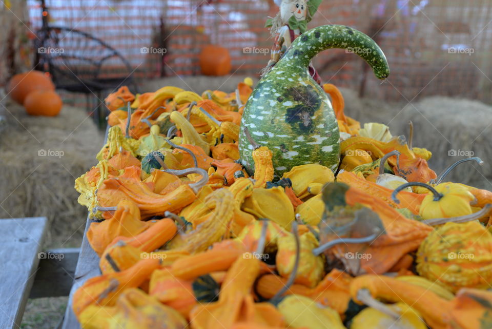 Autumn Gourds