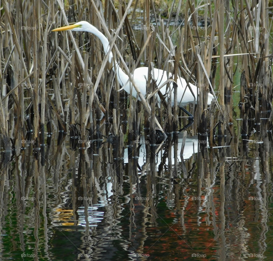 An Egret is in the reeds scouting for dinner!