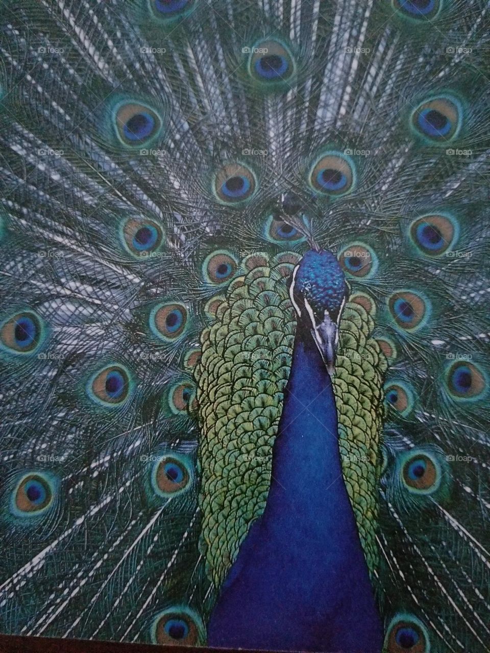 I was drawn to photograph this beautiful peacock by its symmetry, along with the iridescence of its colors. Still, the image is not perfectly symmerical, because I didnt want to lose the bird's form by photographing it straight on.