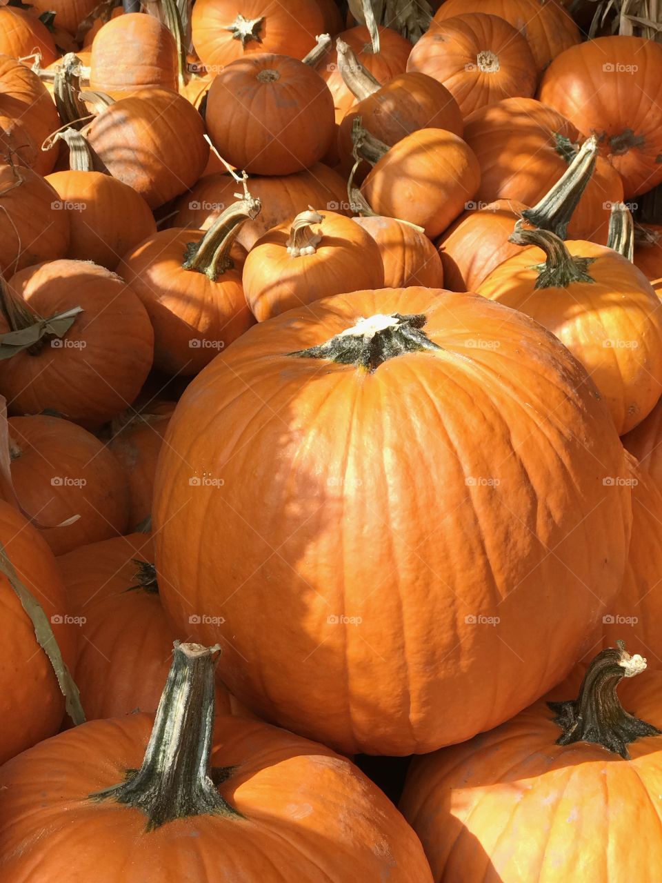Piles of freshly harvested pumpkins ready to be taken home for holiday pies, breads, and scary jack-o-lanterns. 