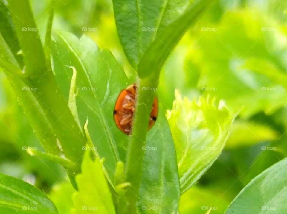 Ladybug is hiding behind the leaf.