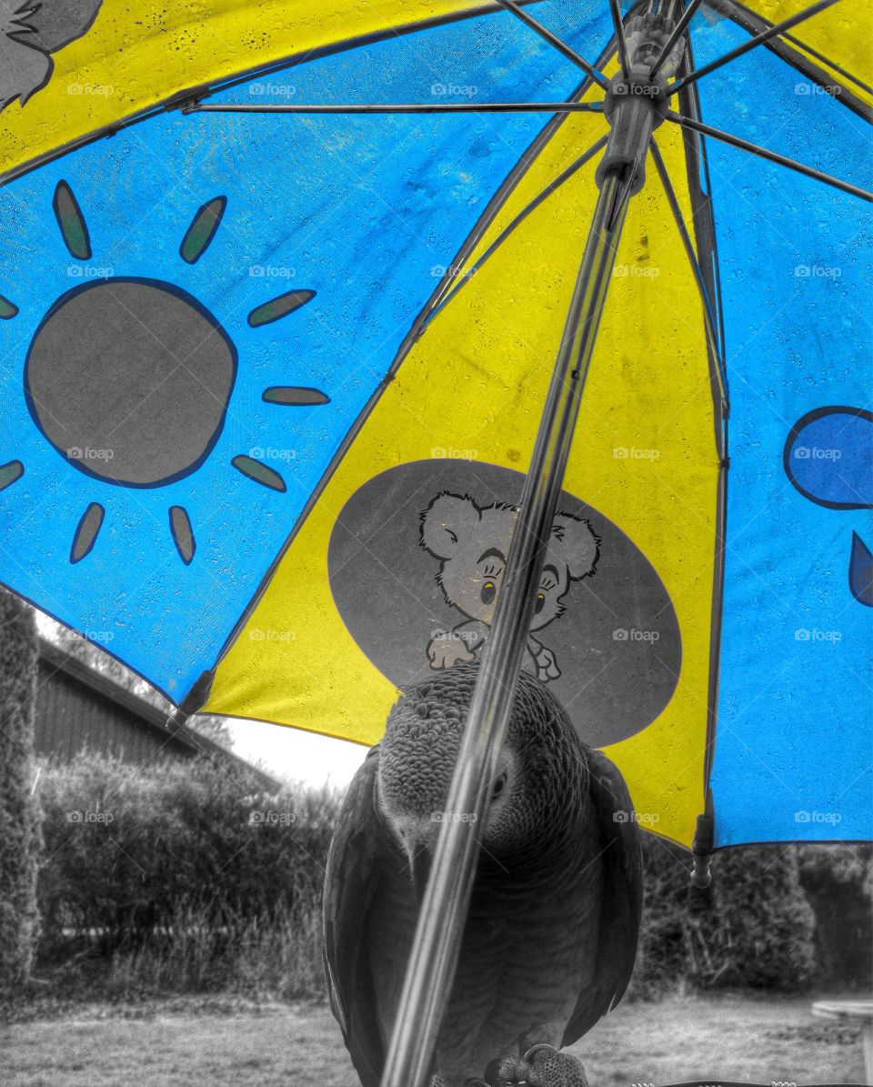 Parrot under the umbrella