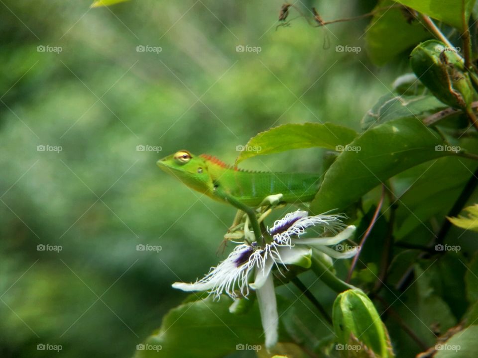 Lizard on a flower