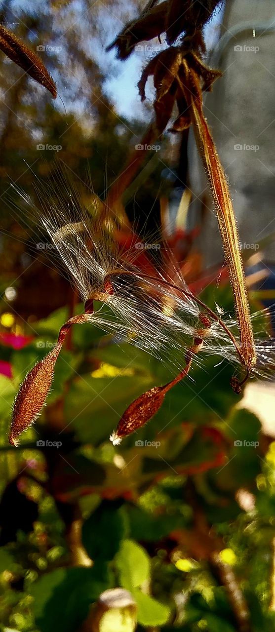 Geranium/ seeds