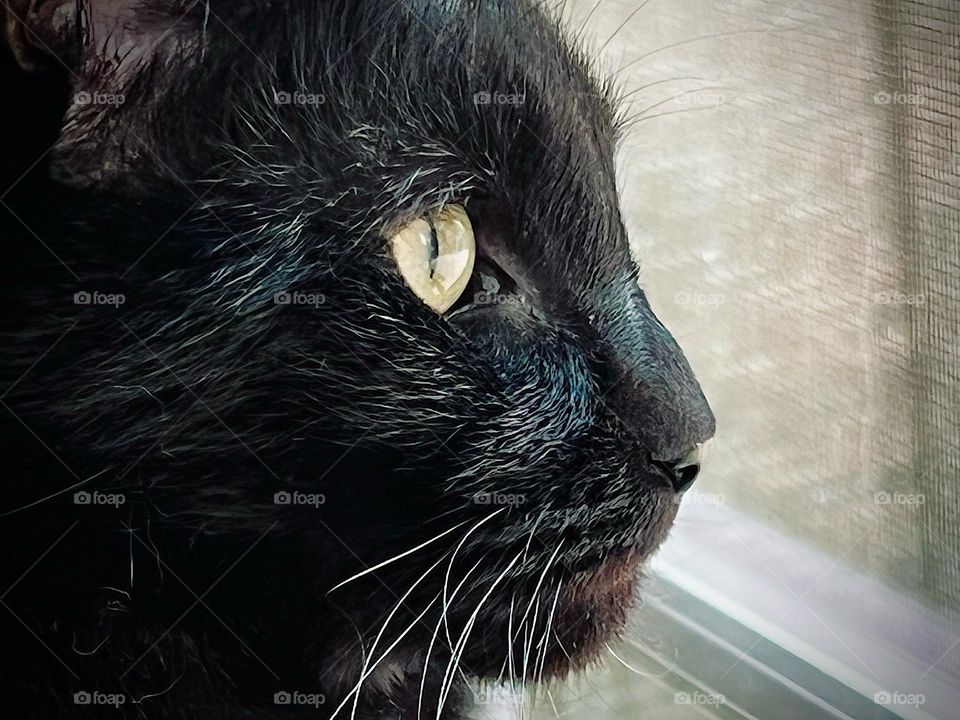 Closeup of a stunningly beautiful black cat 