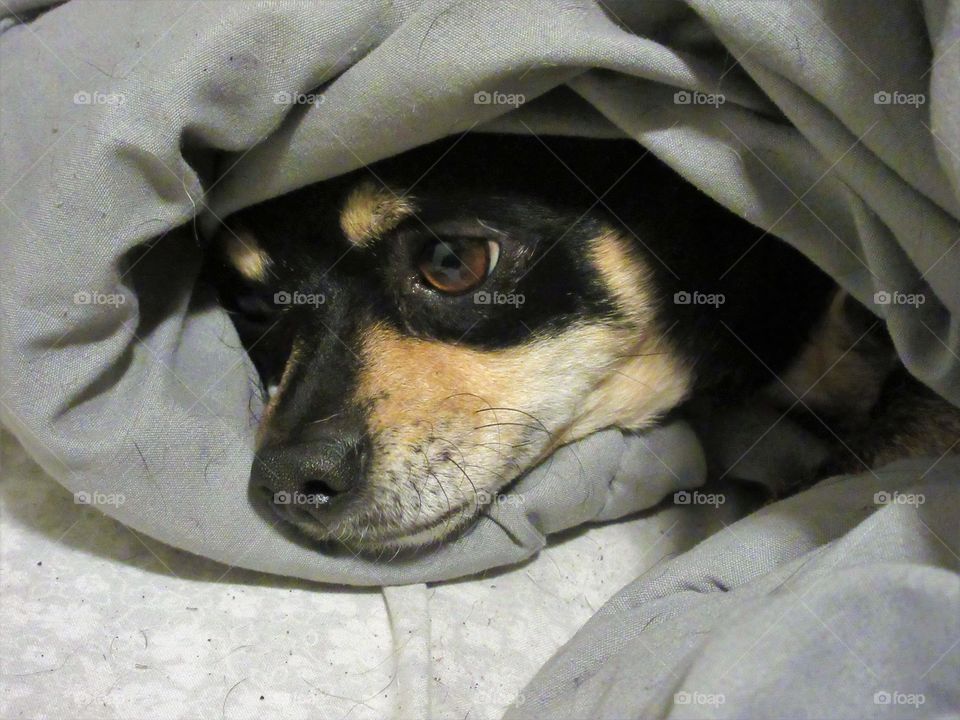 Chihuahua in a blanket