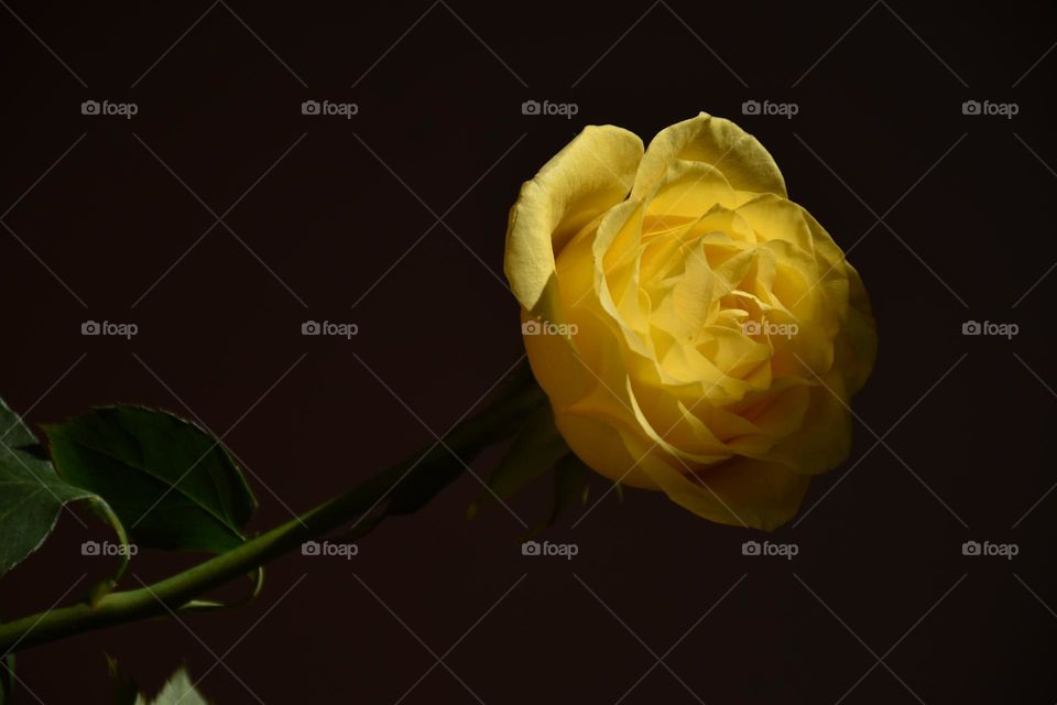 Natural soft window light inspired by Thomas Mapplethorpe showcasing the beauty of flowers💐🔥📸