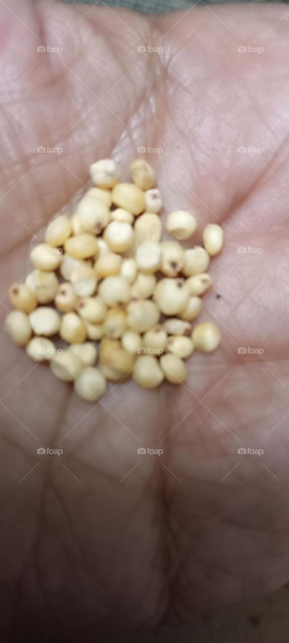 bottom sheets of off white colour are grains for birds