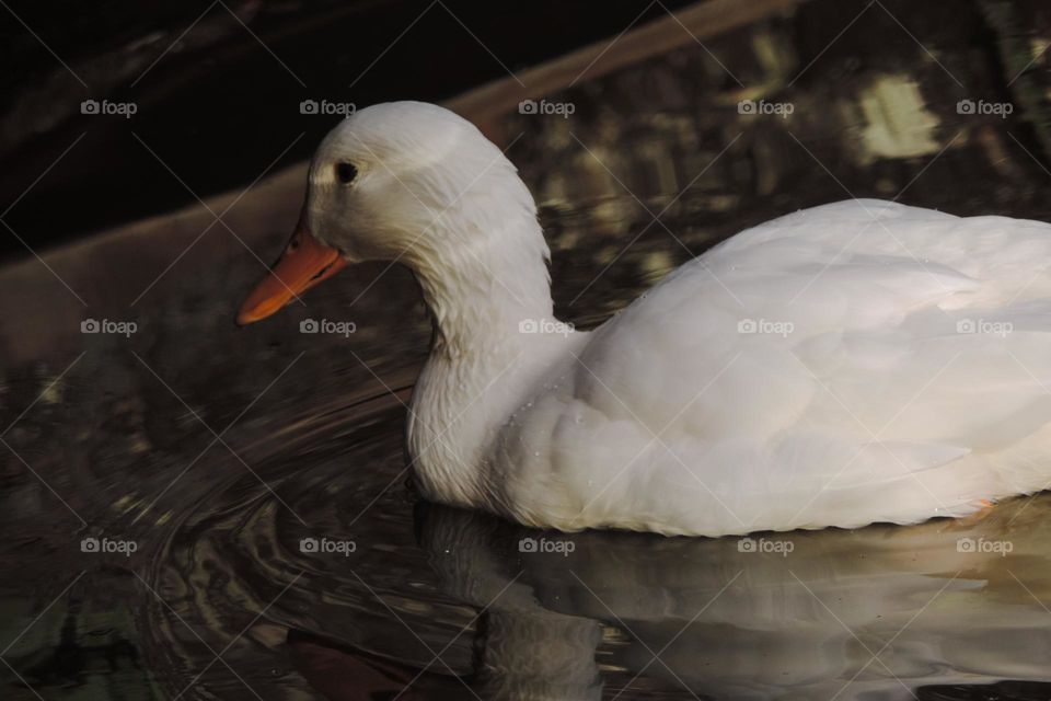 instagram: @oscontosqueasfolhascontam