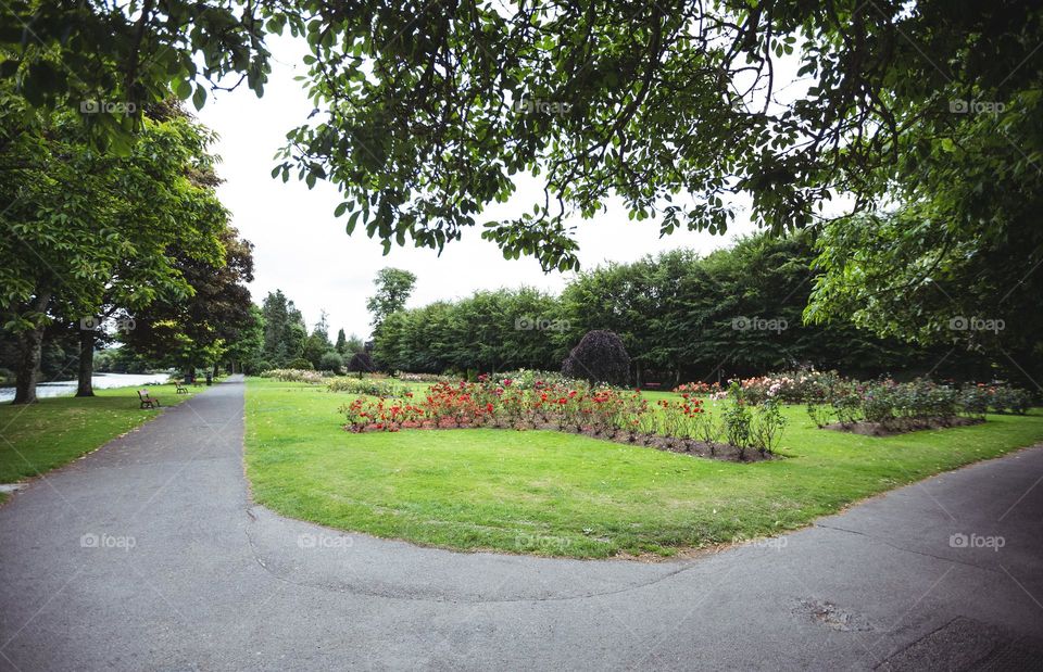 forest road view location