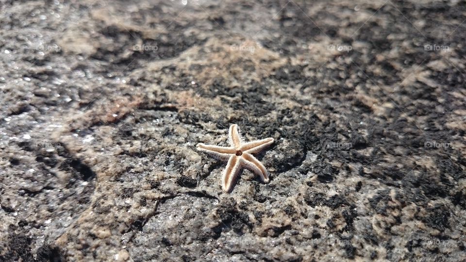 tiny starfish on the cliff