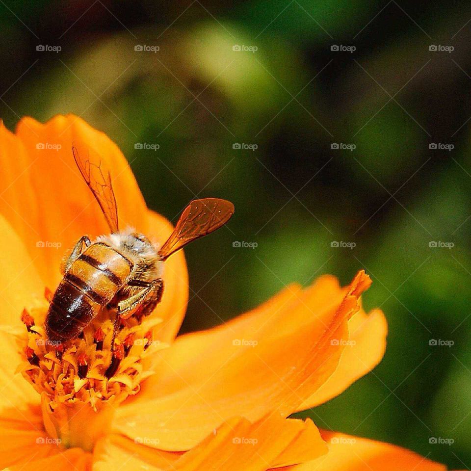 a lovely bee on the colorful yellow flower in the garden in a sunny day
