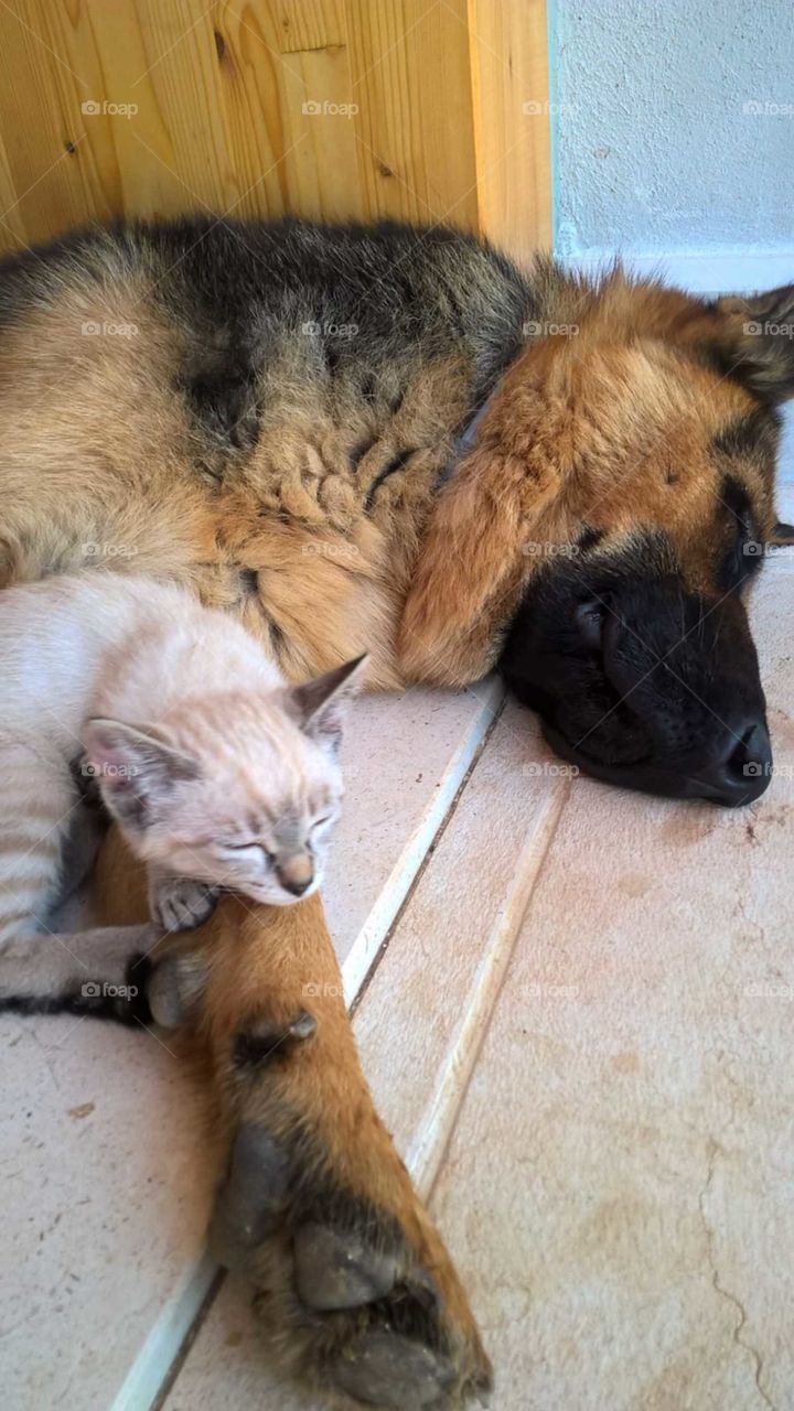 My cat and my kitten sleeping together
