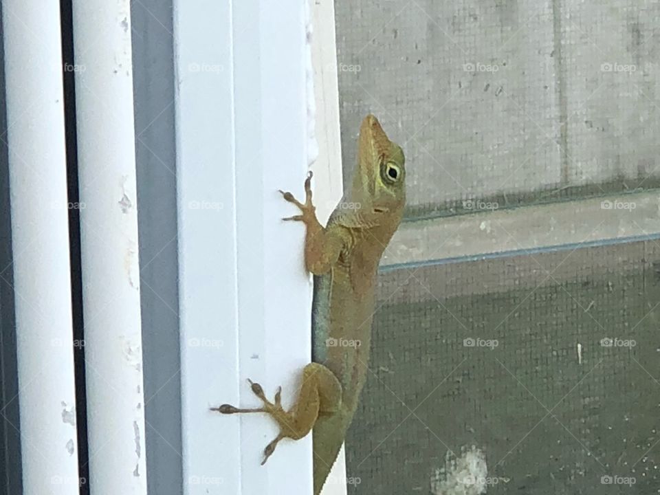 Lizard on window shutter