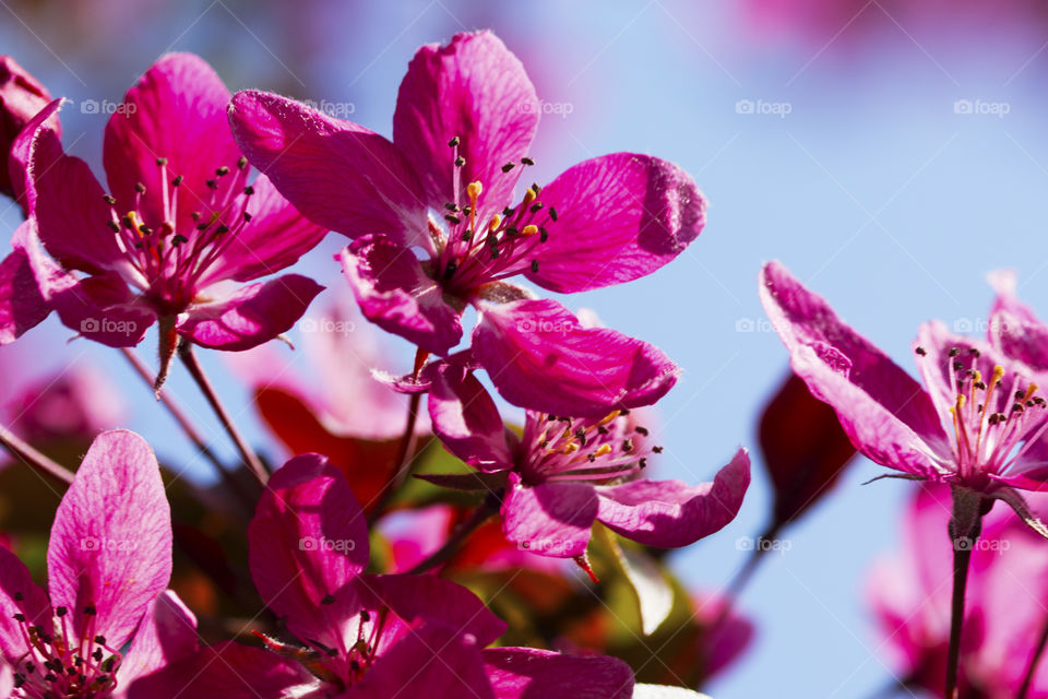 Beautiful vivid coloured fuchsia spring bloom