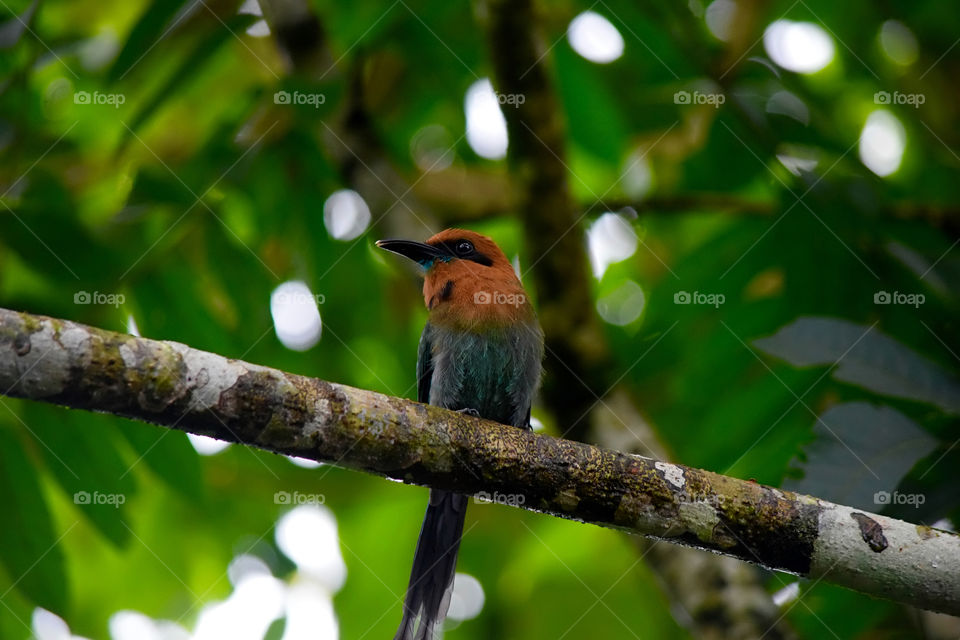 Low angle view of a bird perching on a branch