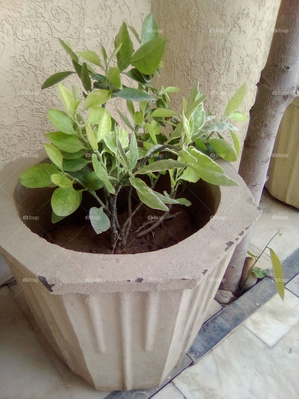 plant  on yard