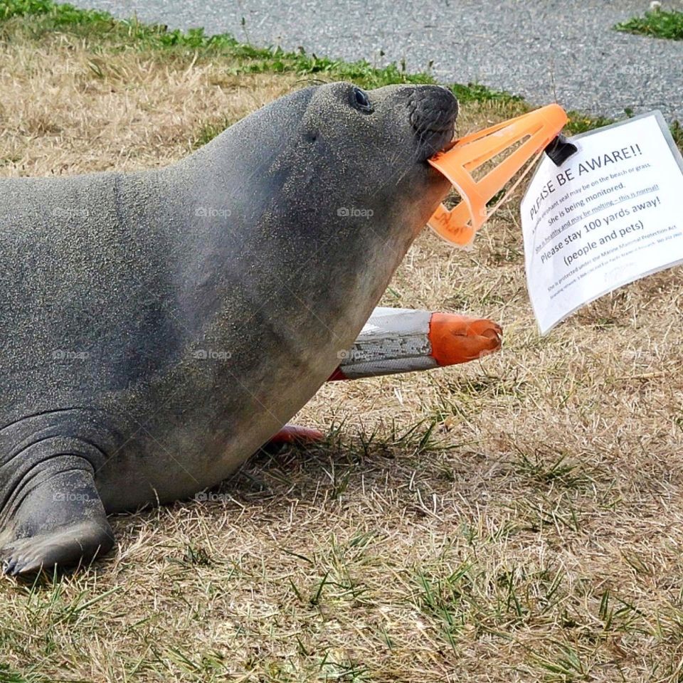 Elephant seal playing with warning sign