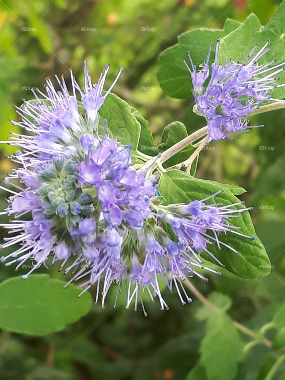 Wild Purple Flower