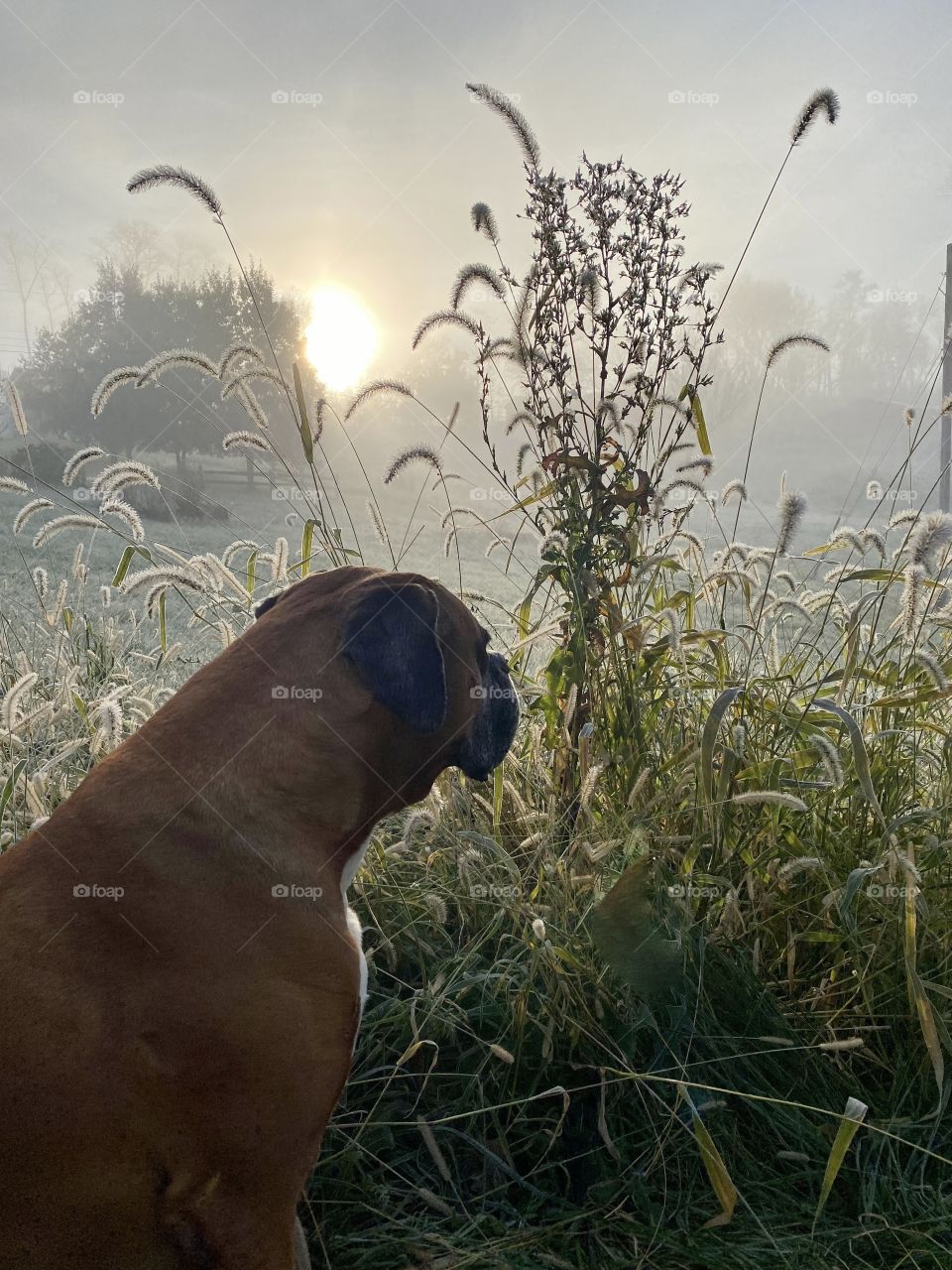 Early morning walk with my boxer as the sun started to shine through the fog