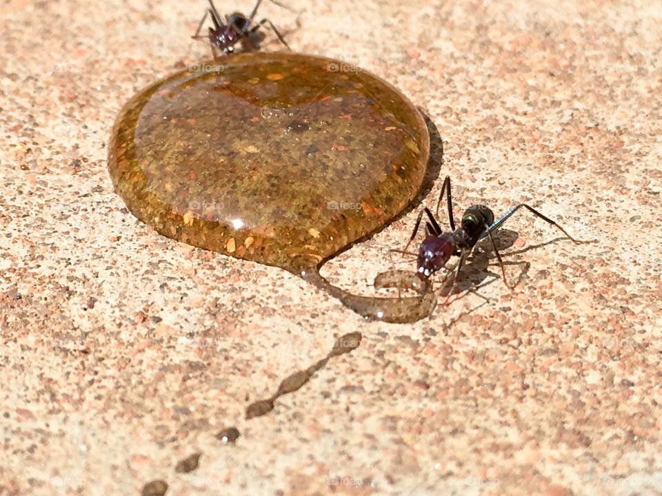 Ants feeding from food source creating interesting curlicue shape