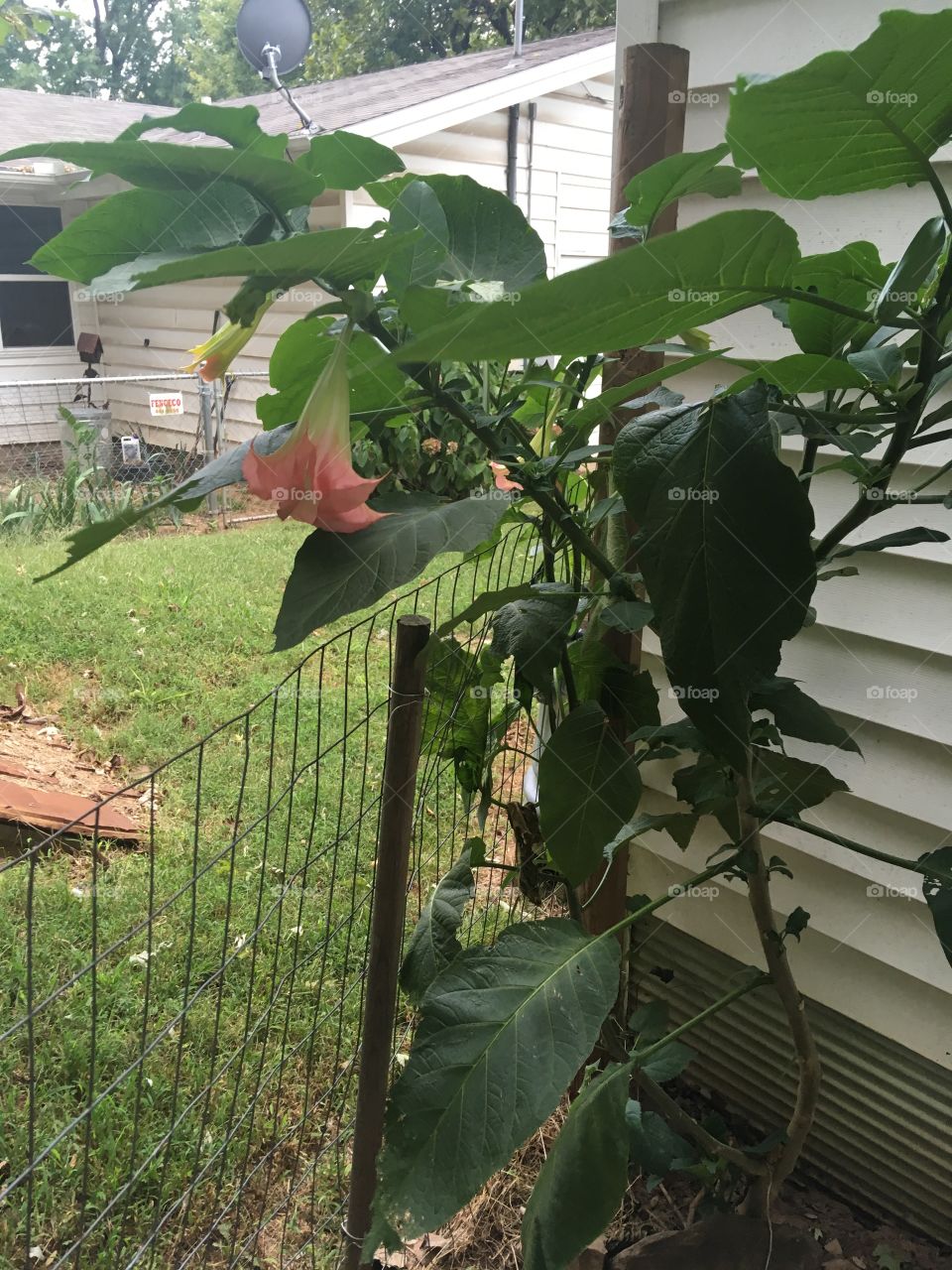 I’m so excited to wake up to my first angel trumpet bloom! Such a wonderful site!